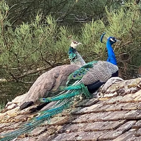 24h Le Mans Chateau De Lauresse D'hotes Luxe Konukevi Lombron