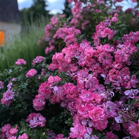 24h Le Mans Chateau De Lauresse D'hotes Luxe Guest house *