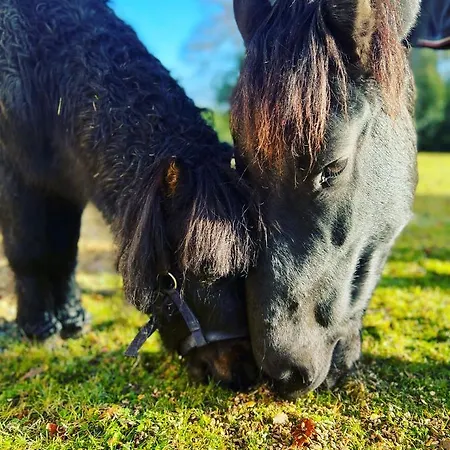 24h Le Mans Chateau De Lauresse D'hotes Luxe 招待所 4*